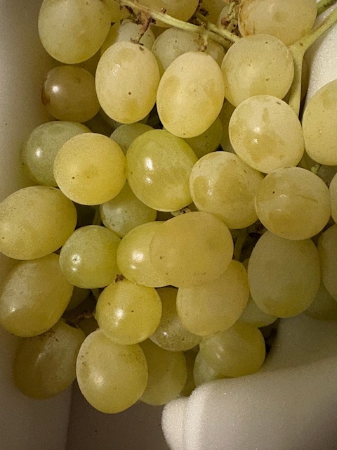 raisin blanc italie 11kg