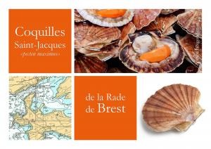 coquilles st jacques coraillee de la rade de brest