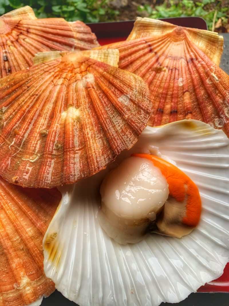 coquille st jacques de la rade de brest fraiche