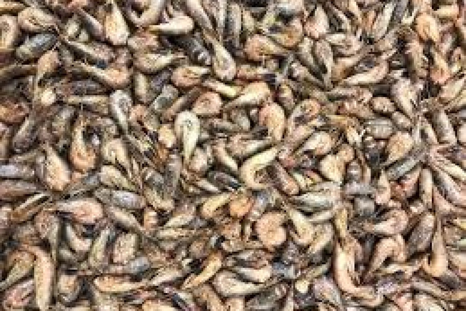 crevettes grises cuite non decortiquees