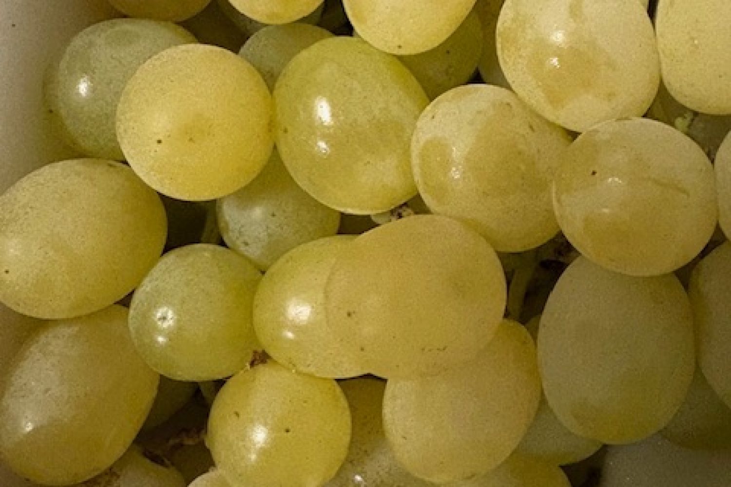 raisin blanc italie 11kg