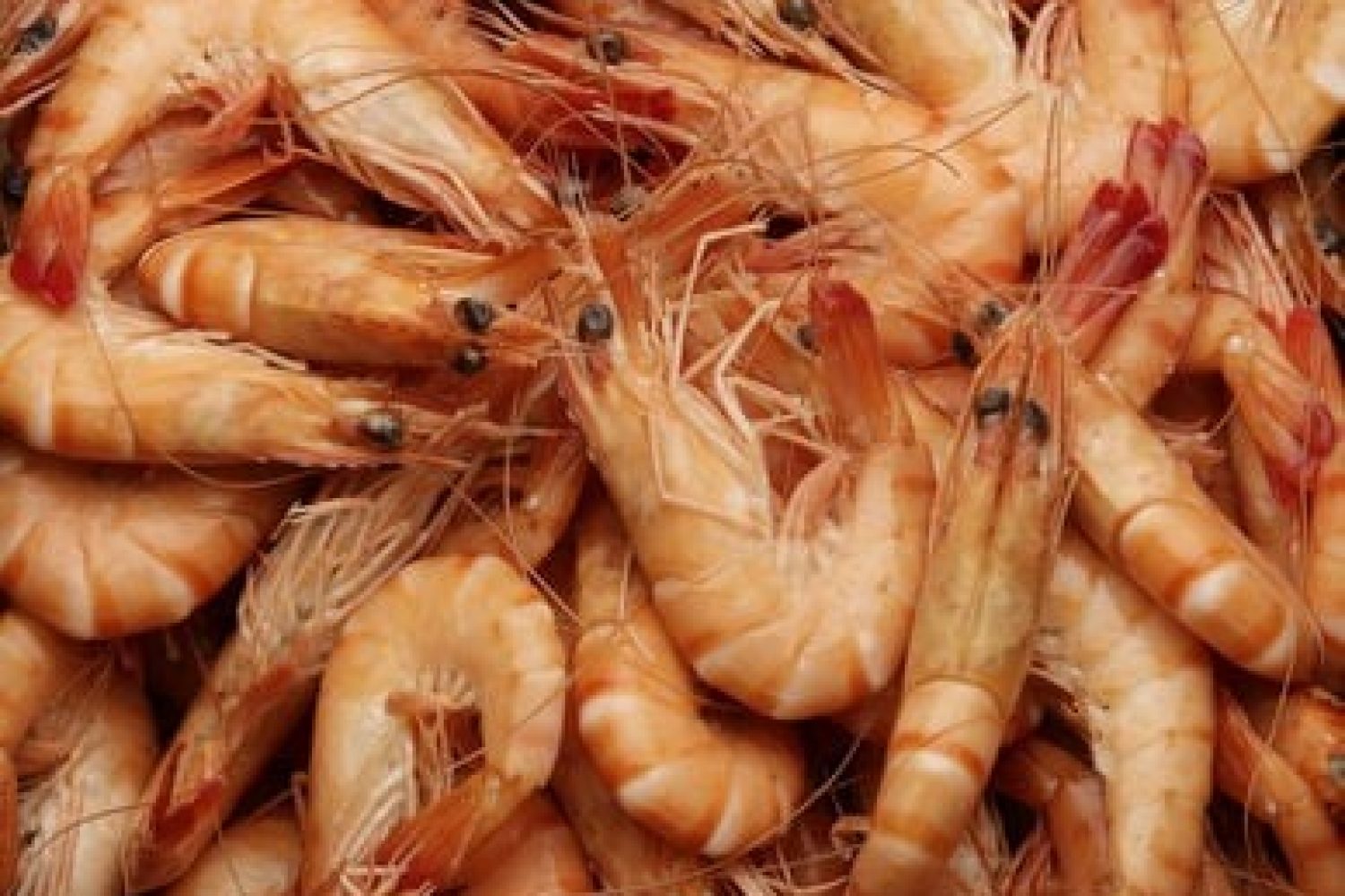 crevettes cuites 25/35