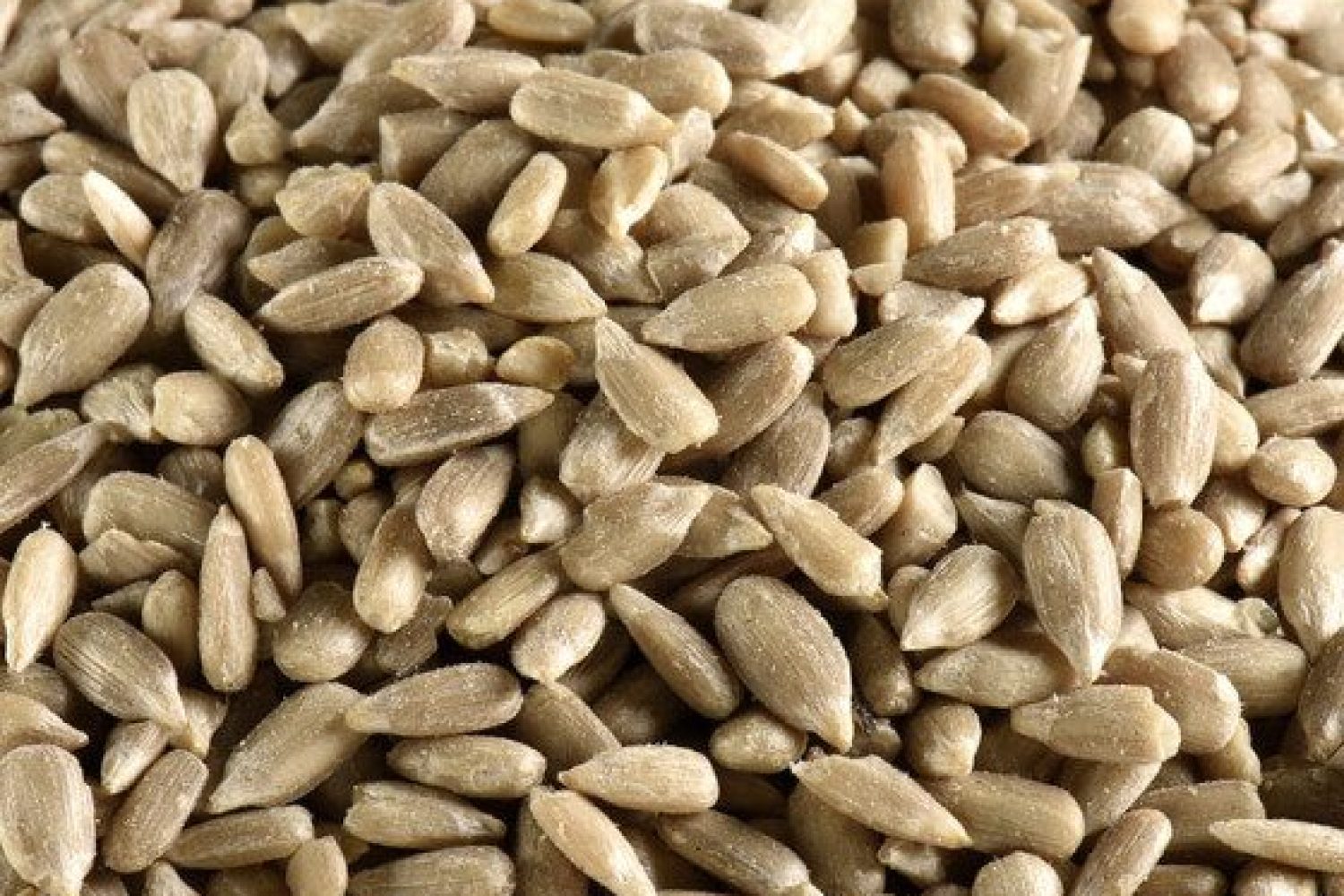 graine de tournesol bio vrac 5kg