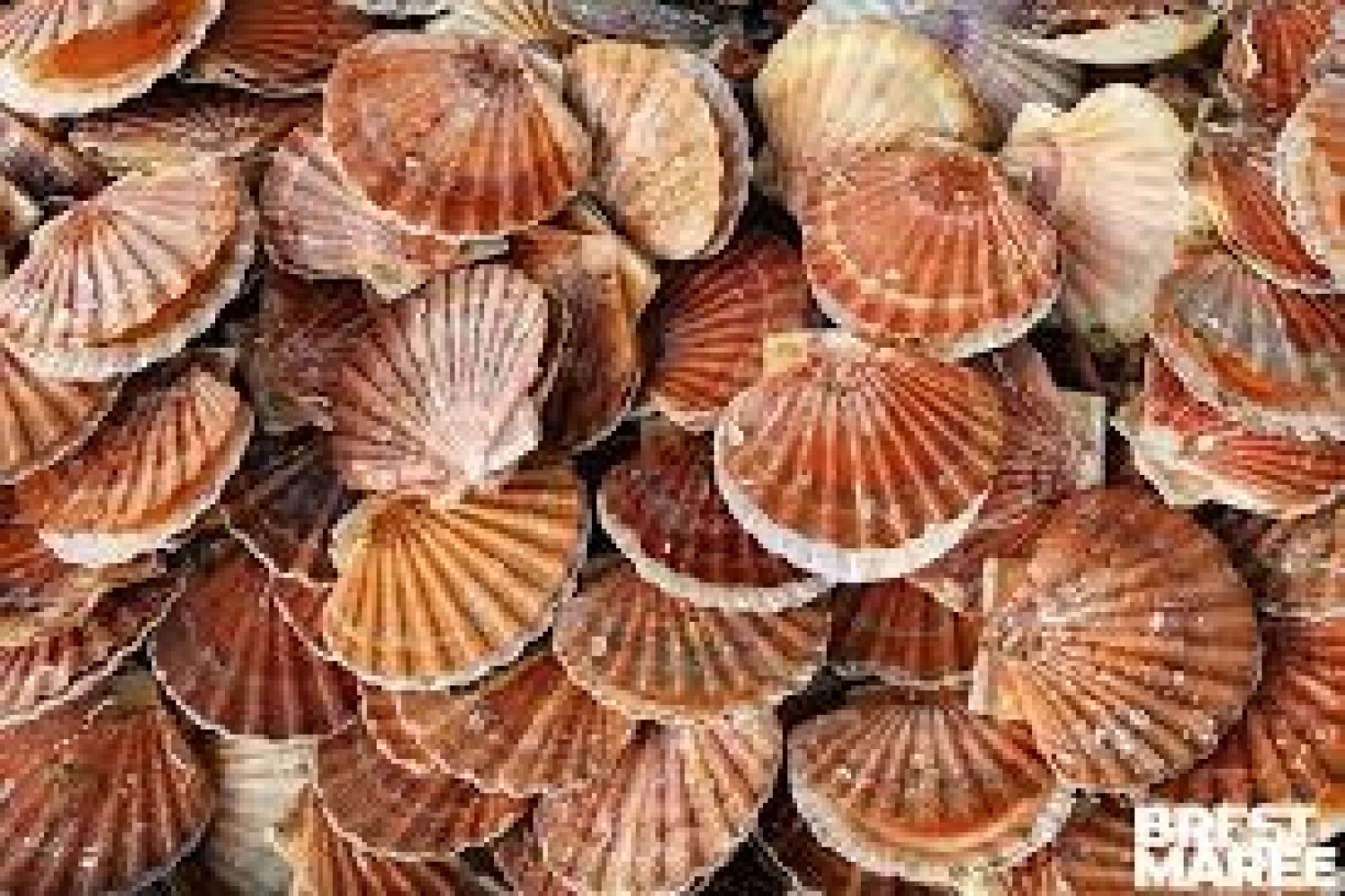 coquilles saint jacques rade de brest