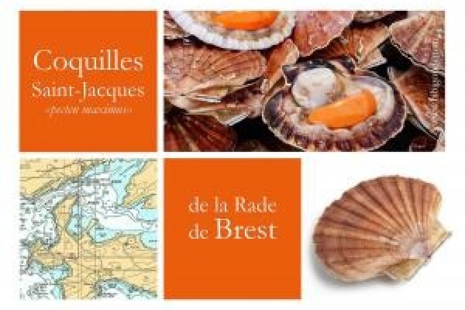 coquilles st jacques coraillee de la rade de brest