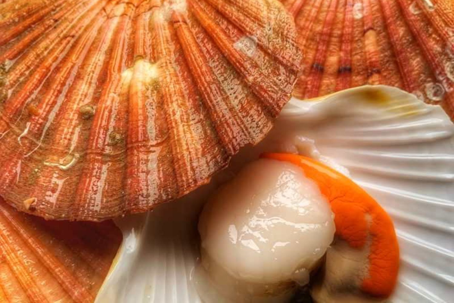 coquille st jacques de la rade de brest fraiche